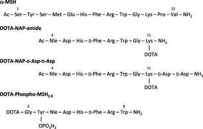 Receptor-Mediated Melanoma Targeting with Radiolabeled α-Melanocyte-Stimulating Hormone: Relevance of the Net Charge of the Ligand